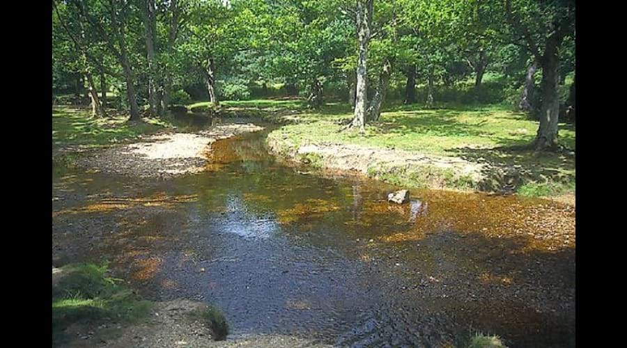 New Forest scene